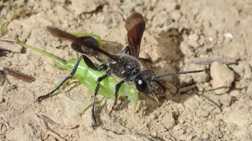 Isodontia mexicana